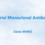 Estriol Monoclonal Antibody, 4H4H2