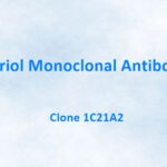 Estriol Monoclonal Antibody, 1C21A2
