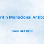 Ferritin Monoclonal Antibody, 4C11B10