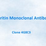 Ferritin Monoclonal Antibody, 4G8C3