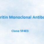 Ferritin Monoclonal Antibody, 5F4E3