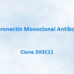 Fibronectin Monoclonal Antibody, 2H3C11