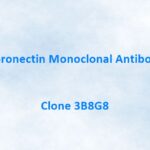 Fibronectin Monoclonal Antibody, 3B8G8
