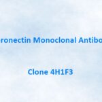 Fibronectin Monoclonal Antibody, 4H1F3