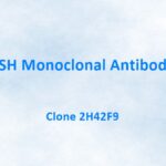 FSH Monoclonal Antibody, Clone 2H42F9