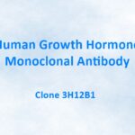Human Growth Hormone Monoclonal Antibody, 3H12B1