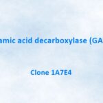 Glutamic acid decarboxylase (GAD65) Monoclonal Antibody, 1A7E4