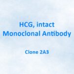 HCG, intact, Monoclonal Antibody, 2A3