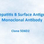 Hepatitis B Surface Antigen Monoclonal Antibody, 5D6D2