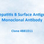 Hepatitis B Surface Antigen Monoclonal Antibody, 4B81D11