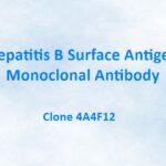 Hepatitis B Surface Antigen Monoclonal Antibody, 4A4F12