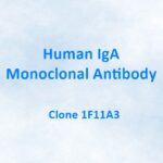 Human IgA Monoclonal Antibody, 1F11A3