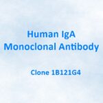 Human IgA Monoclonal Antibody, 1B121G4