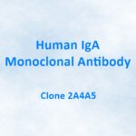 Human IgA Monoclonal Antibody, 2A4A5