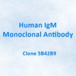 Human IgM Monoclonal Antibody, 5B42B9