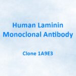Human Laminin Monoclonal Antibody, 1A9E3