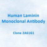Human Laminin Monoclonal Antibody, 2A61G1