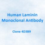 Human Laminin Monoclonal Antibody, 4D3B9
