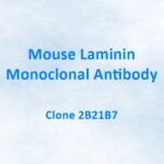 Mouse Laminin Monoclonal Antibody, 2B21B7