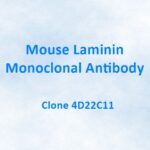 Mouse Laminin Monoclonal Antibody, 4D22C11