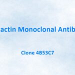 Prolatin Monoclonal Antibody