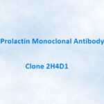 Prolactin Monoclonal Antibody