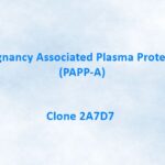 Pregnancy Associated Plasma Protein A (PAPP-A) Monoclonal Antibody, 2A7D7