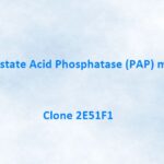Prostate Acid Phosphatase (PAP) Monoclonal Antibody, 2E51F1