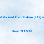 Prostate Acid Phosphatase (PAP) Monoclonal Antibody, 2F122C3