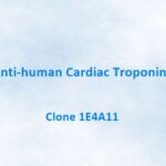 Anti-human Cardiac Troponin I (cTn I) Antibody, 1E4A11