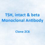 TSH, intact & beta, Monoclonal Antibody, 2C6