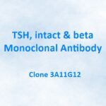TSH, intact & beta, Monoclonal Antibody, 3A11G12