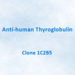Anti-human Thyroglobulin Monoclonal Antibody, 1C2B5