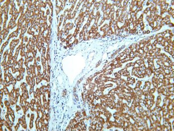 MTCO2 Rabbit Monoclonal Antibody - Image 2