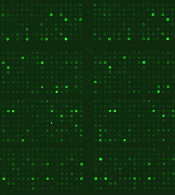 Phospho Explorer Array Image
