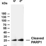 Cleaved PARP1  Rabbit Monoclonal Antibody