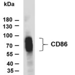 CD86 Rabbit Monoclonal Antibody