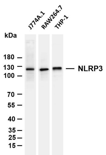 NLRP3 Rabbit Monoclonal Antibody