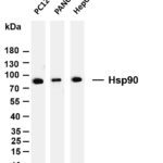 Hsp90 Rabbit Monoclonal Antibody