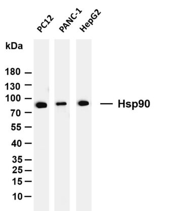 Hsp90 Rabbit Monoclonal Antibody