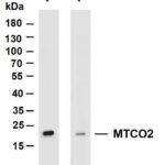 MTCO2 Rabbit Monoclonal Antibody
