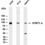STAT1 α Rabbit Monoclonal Antibody