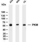 PKM Rabbit Monoclonal Antibody