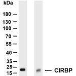 CIRBP Rabbit Monoclonal Antibody