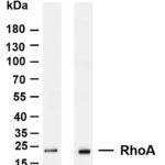 RhoA Rabbit Monoclonal Antibody