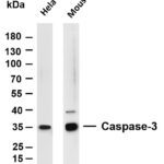 Caspase-3 Rabbit Monoclonal Antibody