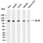 ALIX Rabbit Monoclonal Antibody