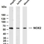 NOX2 Rabbit Monoclonal Antibody