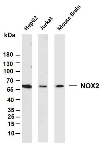 NOX2 Rabbit Monoclonal Antibody