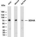 SDHA Rabbit Monoclonal Antibody